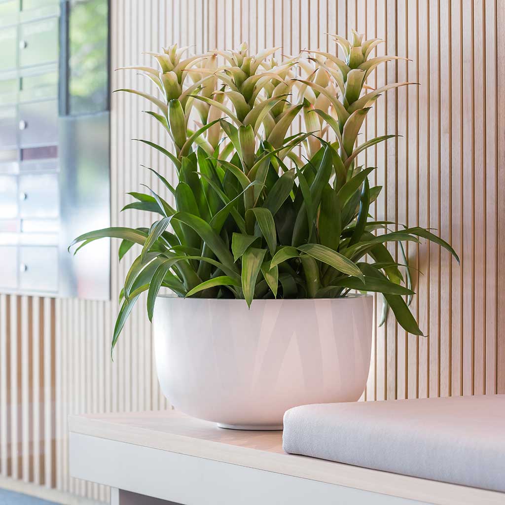 Sunny Bowl Planter Essential Matte White Office Plants