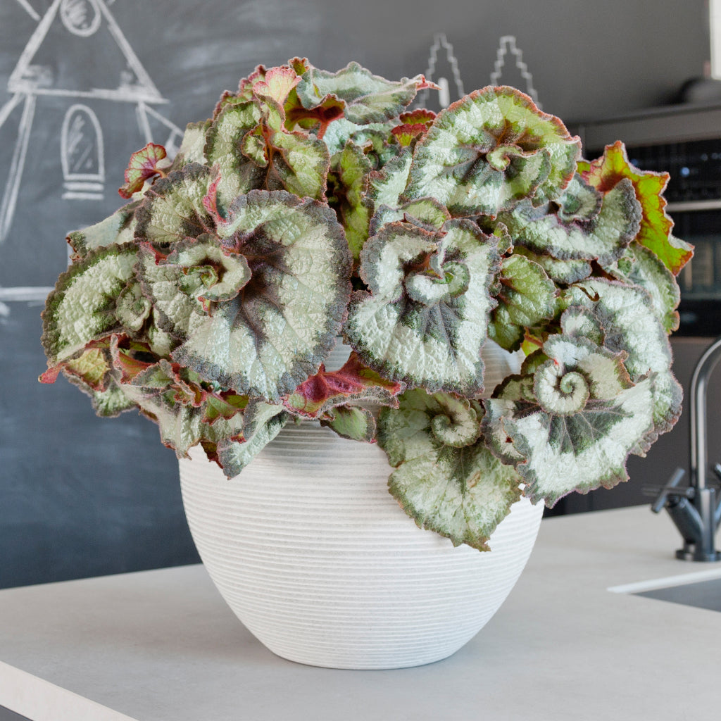 Abby Ball Plant Pot - Ridged Cement & Houseplant