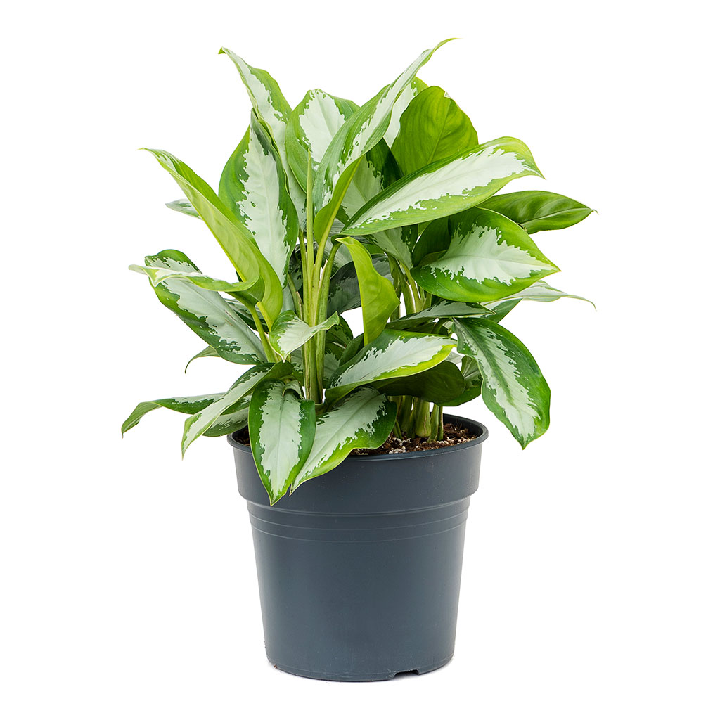 Aglaonema Diamond Bay Chinese Evergreen Large