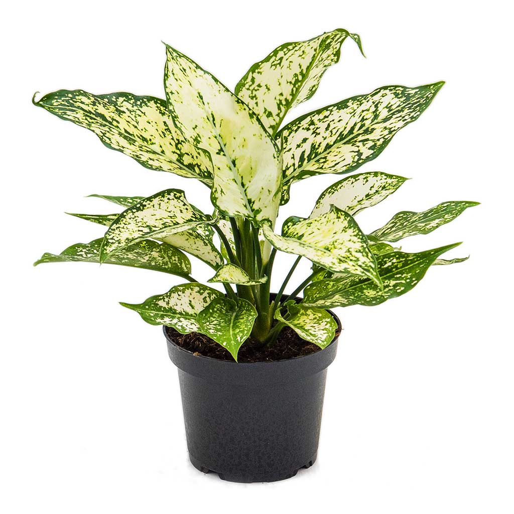 Aglaonema Kiwi Chinese Evergreen Small