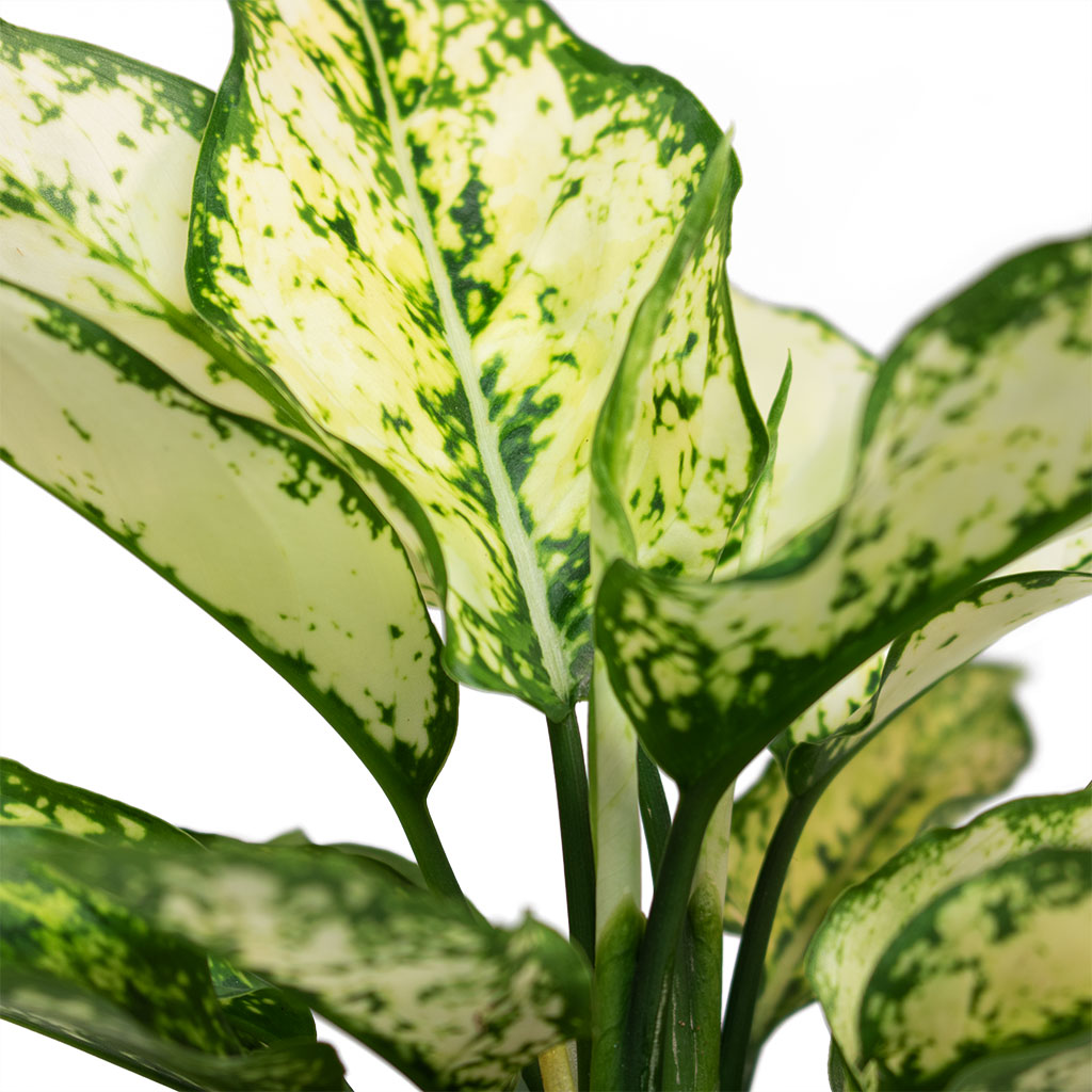 Aglaonema Kiwi Chinese Evergreen Close-Up