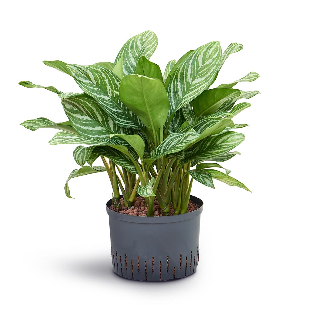 Aglaonema Stripes - Chinese Evergreen - Hydroculture - 28/19 x 70cm