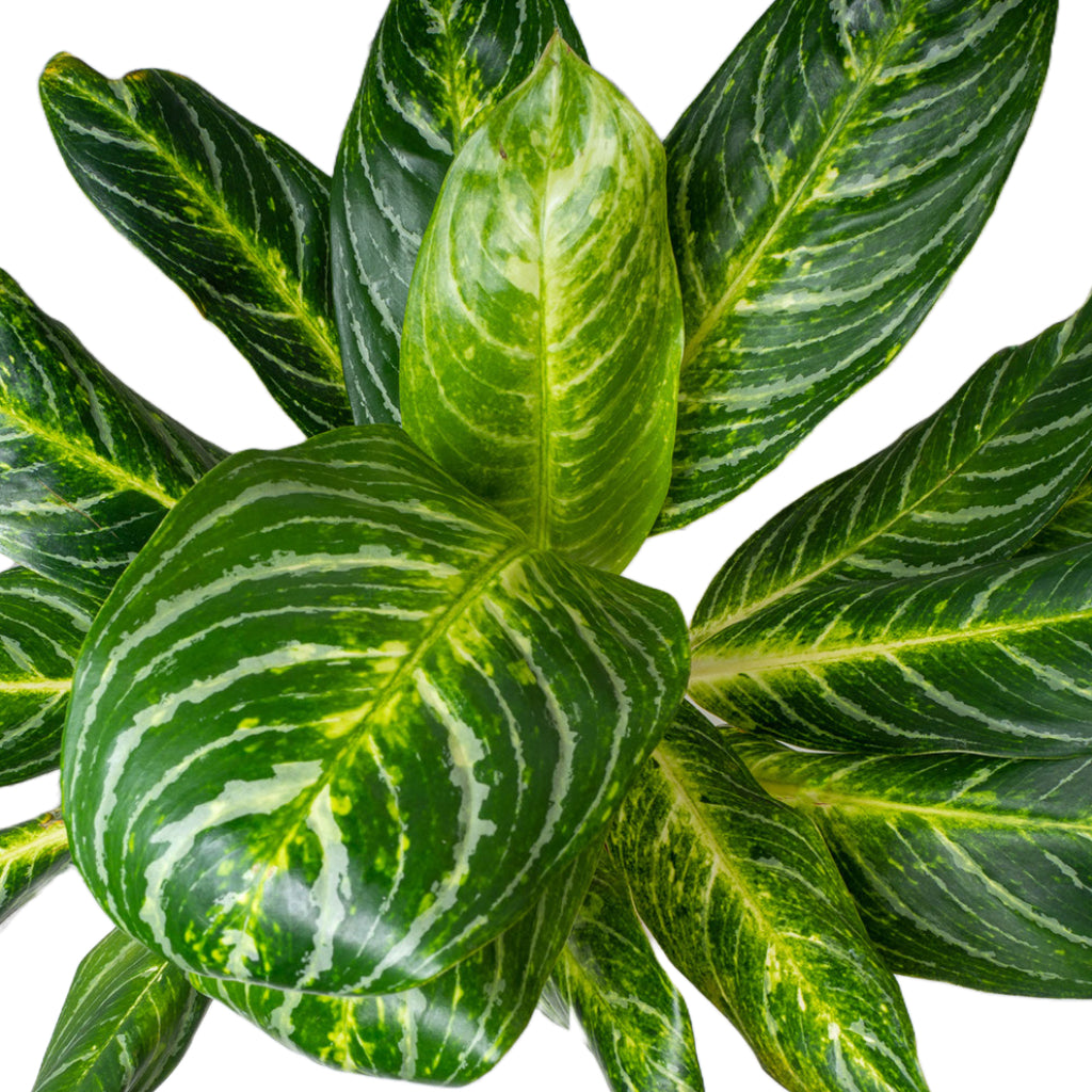 Aglaonema Key Lime - Chinese Evergreen Close Up