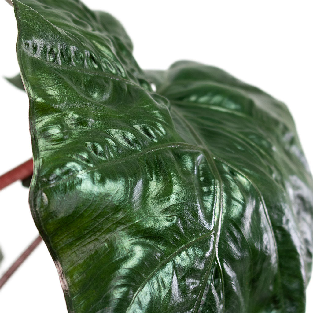 Alocasia Yucatan Princess Elephant Ear Close-Up Leaf