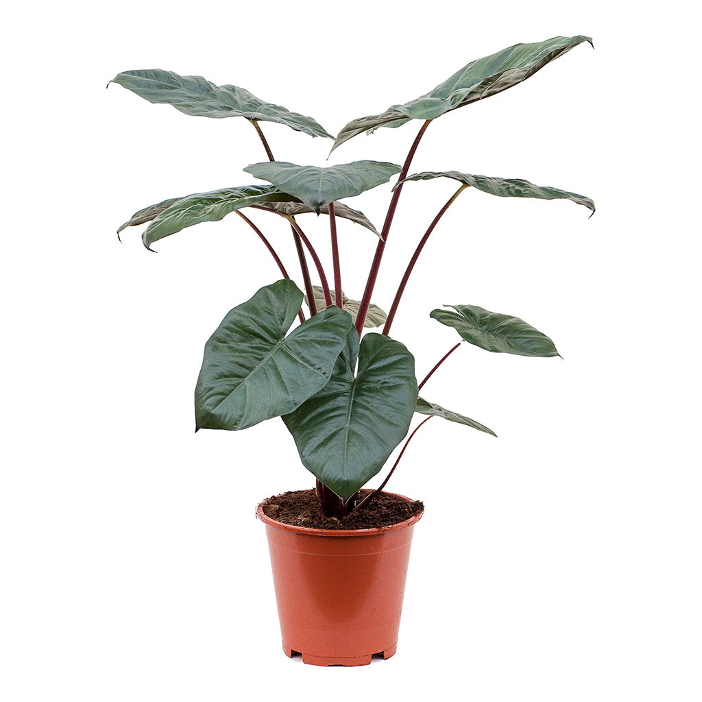 Alocasia Yucatan Princess Elephant Ear