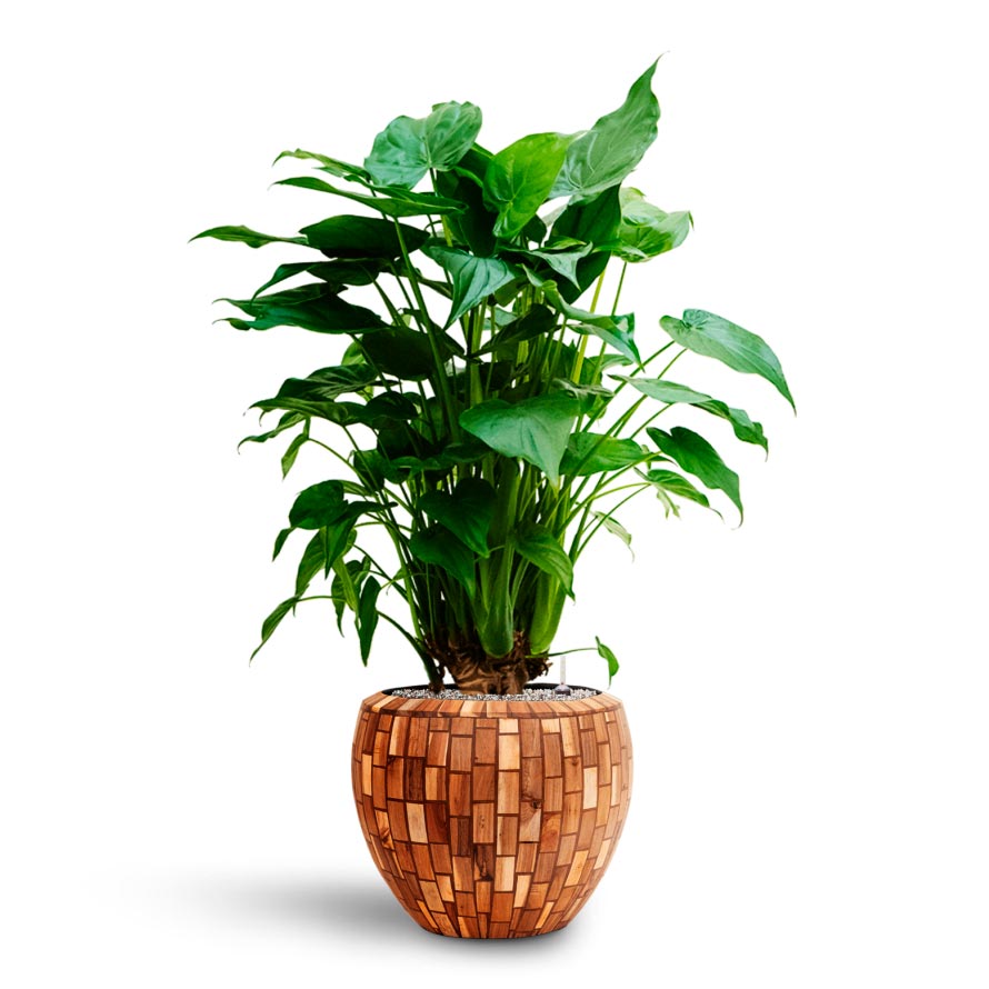 Alocasia cucullata - Hooded Dwarf Elephant Ear - Hydroculture & Jenga Planter