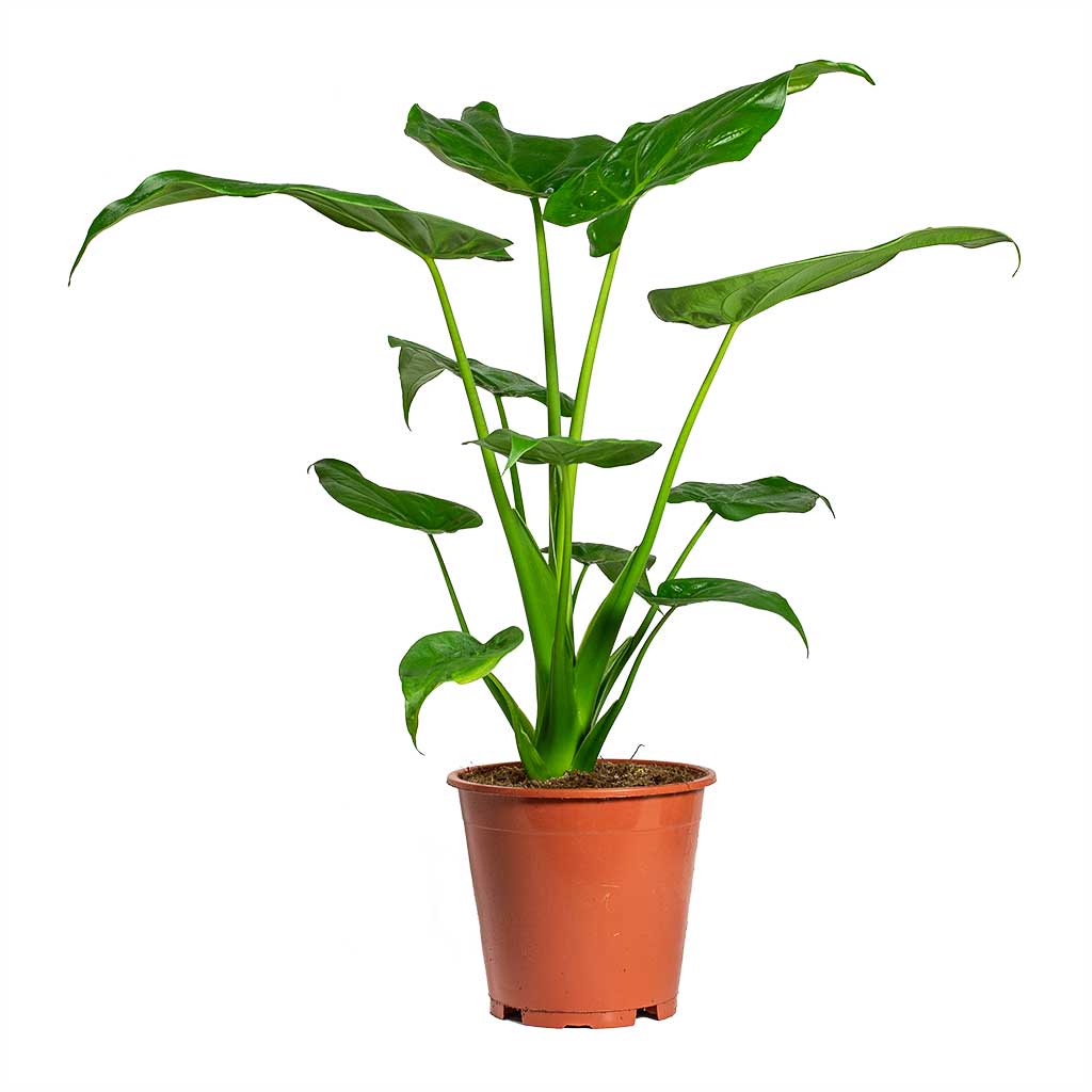 Alocasia cucullata Hooded Dwarf Elephant Ear Houseplant