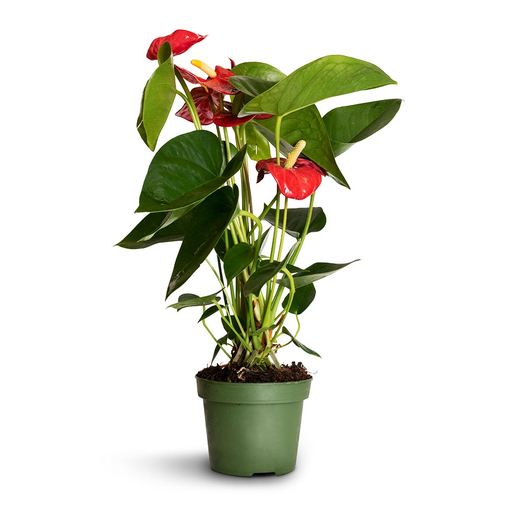 Anthurium Royal Champion - Royal Red