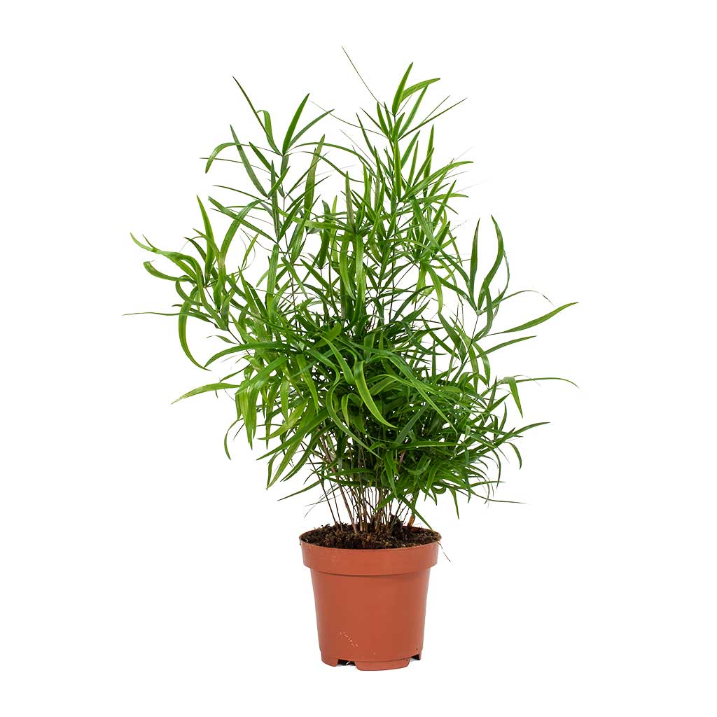Asparagus falcatus - Sicklethorn - Small