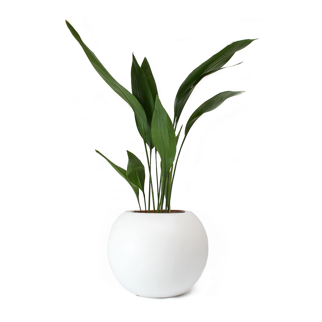 Aspidistra - Cast Iron Plant & Beth Ball Plant Pot Matt White