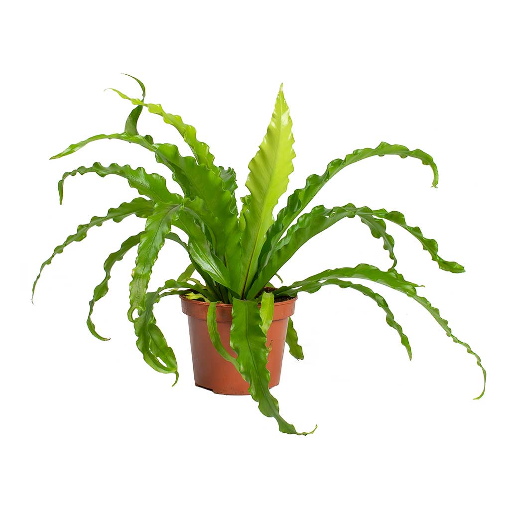 Asplenium Osaka - Japanese Bird's Nest Fern