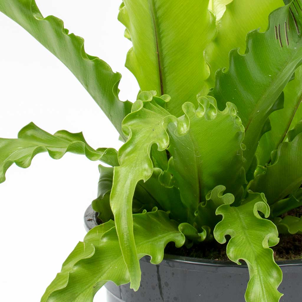 Asplenium Osaka - Japanese Bird's Nest Fern Leaves