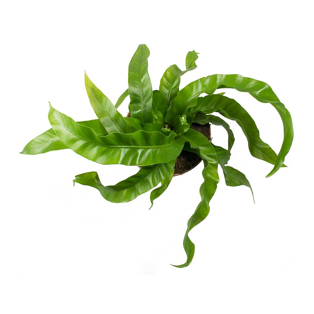 Asplenium Hurricane - Twisted Bird's Nest Fern Leaves