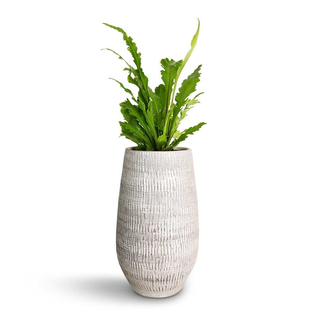 Asplenium nidus Campio - Champion's Bird's Nest Fern & Ryan Plant Vase - White Black