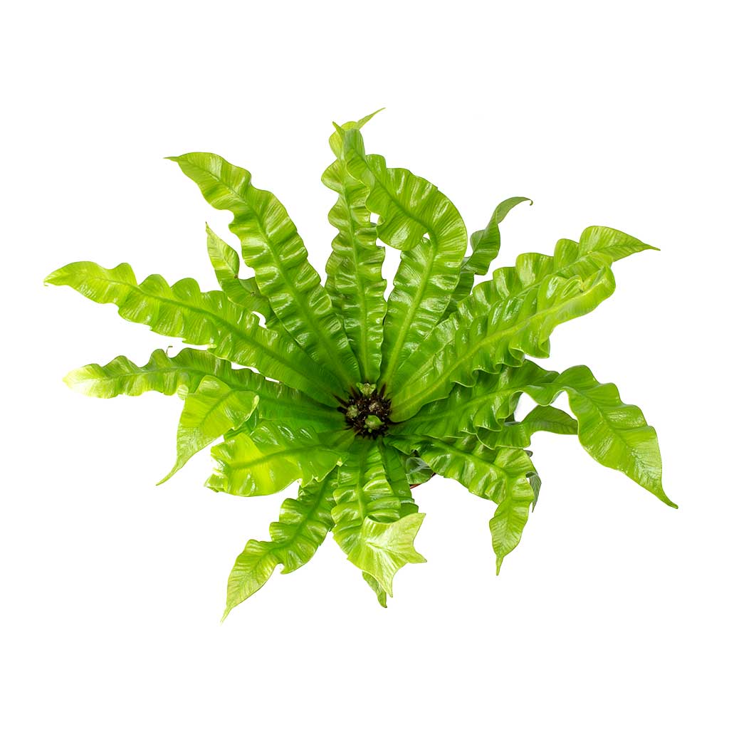 Asplenium nidus Crispy Wave - Pleated Bird's Nest Fern Leaves