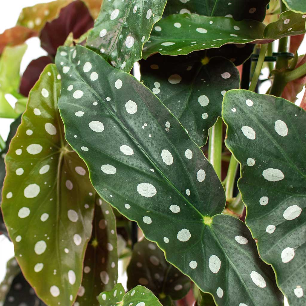 Begonia Maculata Polka Dot Begonia Houseplant Close-Up