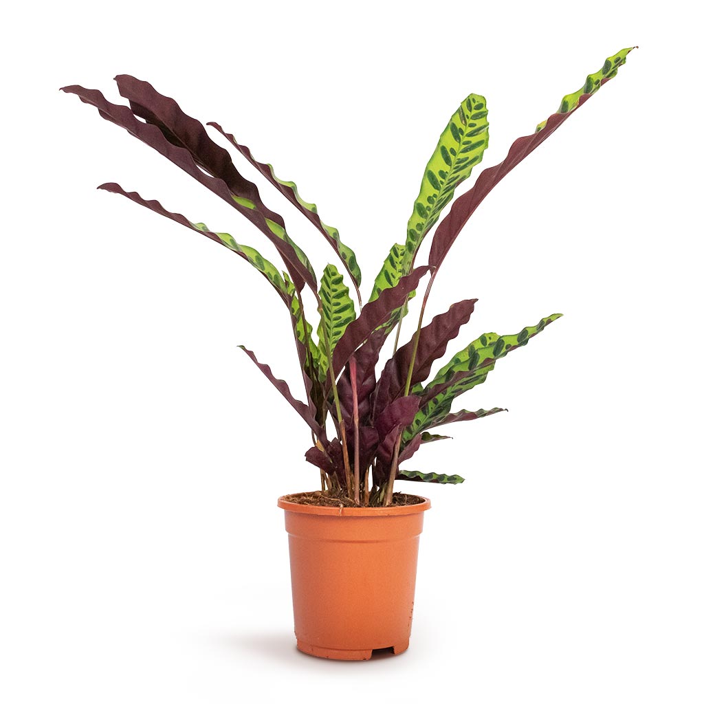 Calathea lancifolia Houseplant - Rattlesnake-Plant Indoor Plant