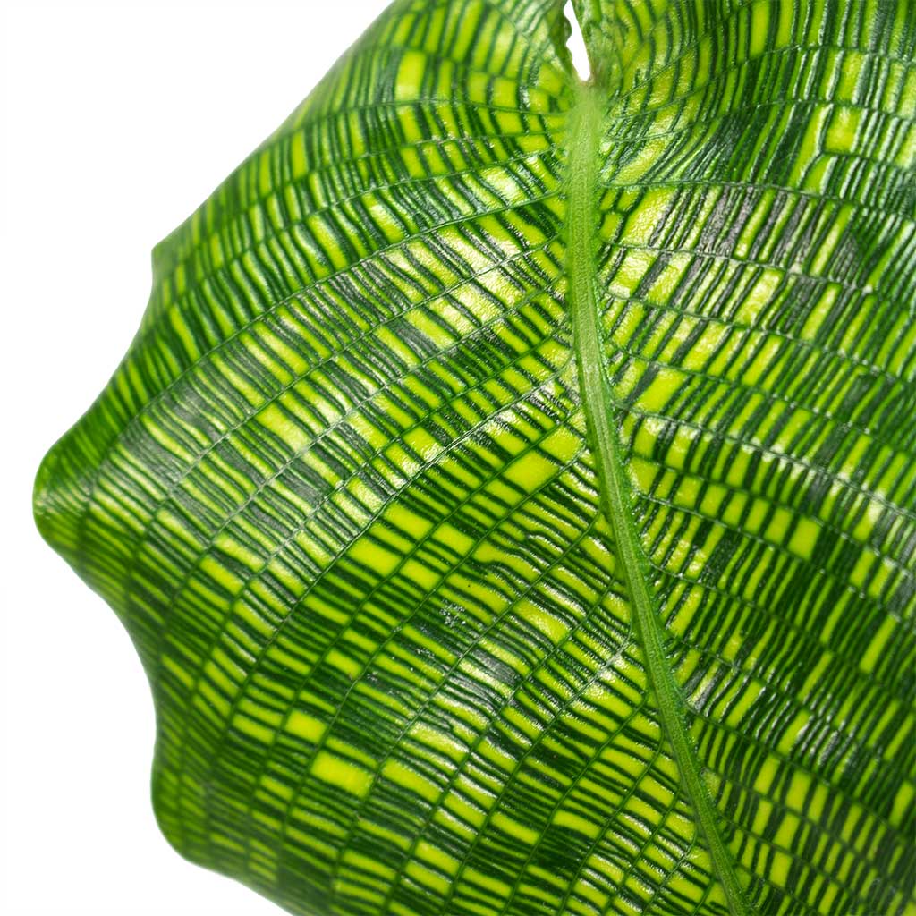 Calathea musaica Network Houseplant Close-Up