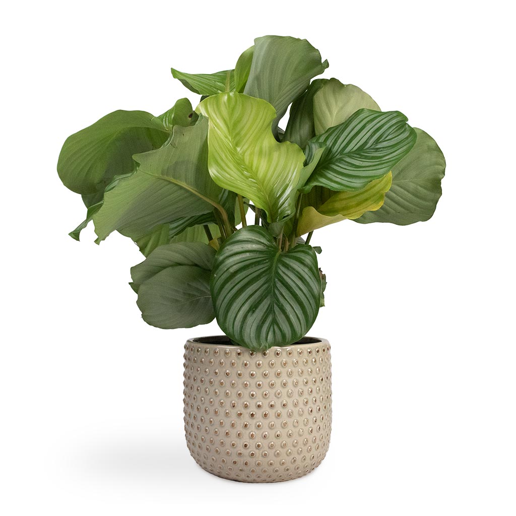 Calathea orbifolia & Bolino Plant Pot - Mint