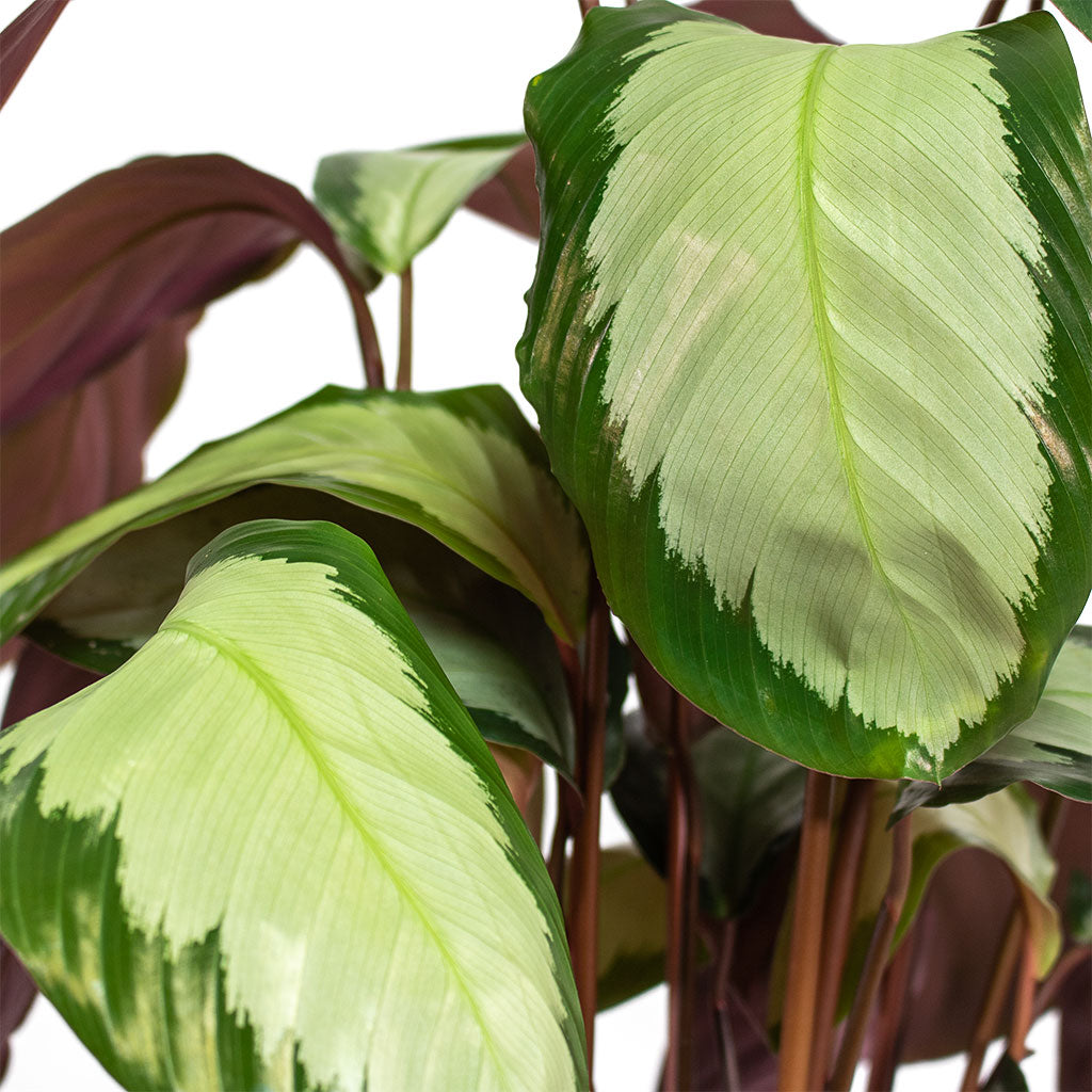 Calathea picturata Argentea Close-Up