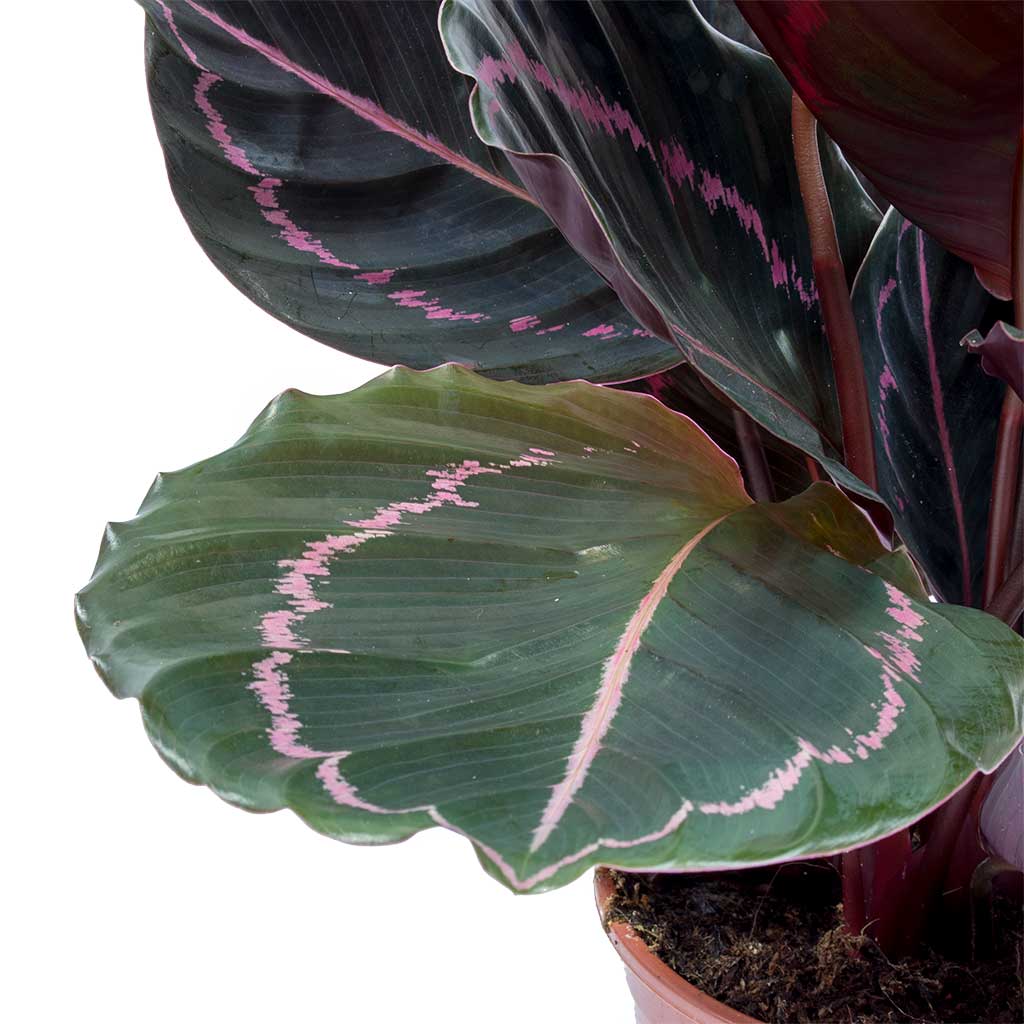 Calathea roseopicta Dottie - Rose Painted Calathea Leaves