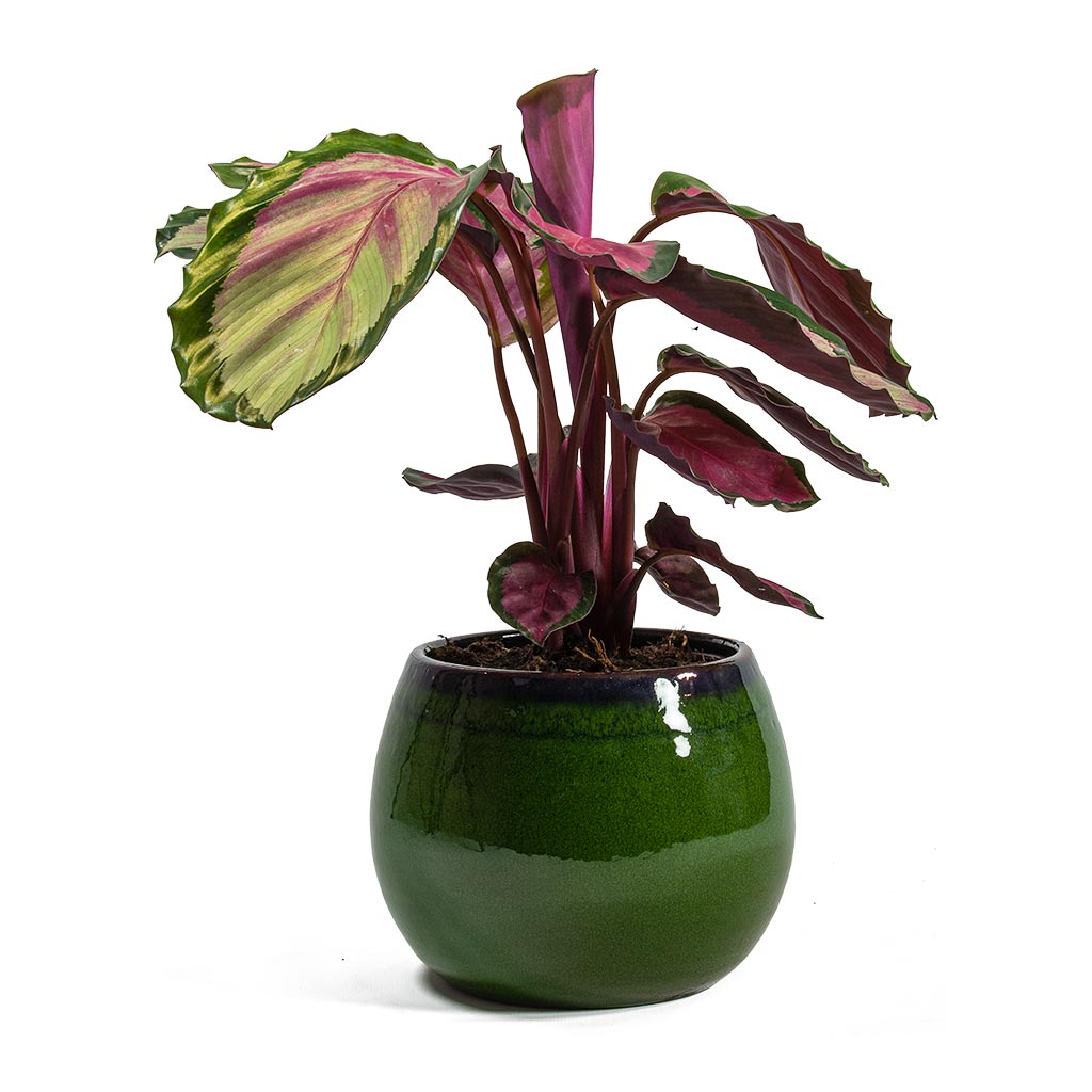 Calathea roseopicta Rosy Rose Painted Calathea & Charlotte Plant Pot - Green
