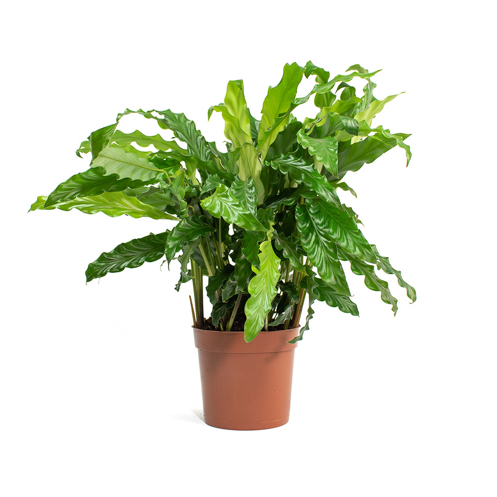 Calathea rufibarba Green Velvet Calathea
