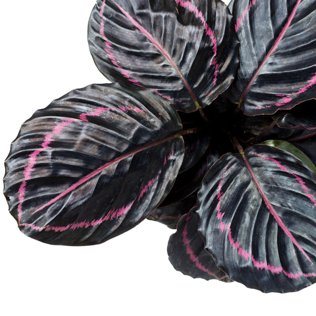 Calathea roseopicta Dottie - Rose Painted Calathea Mature Leaves