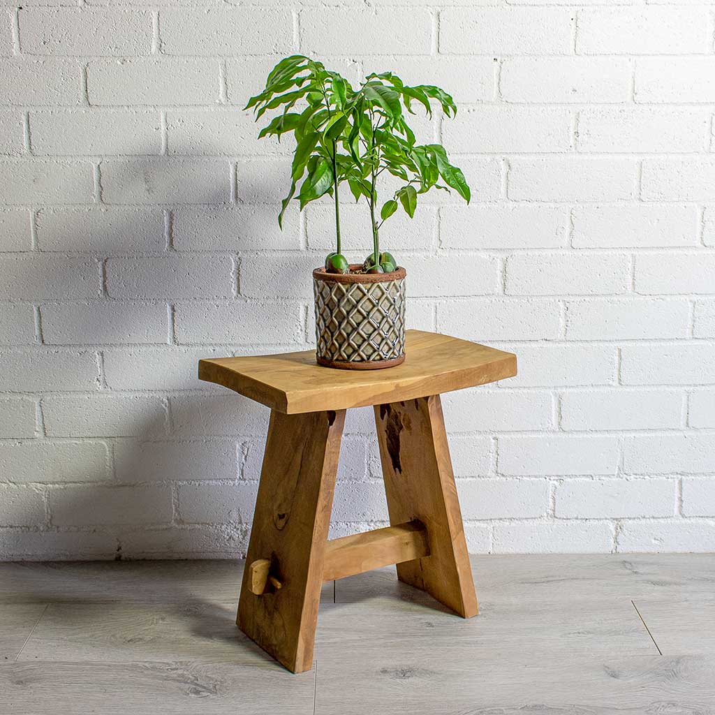 Castanospermum australe - Moreton Bay Chestnut Lifestyle