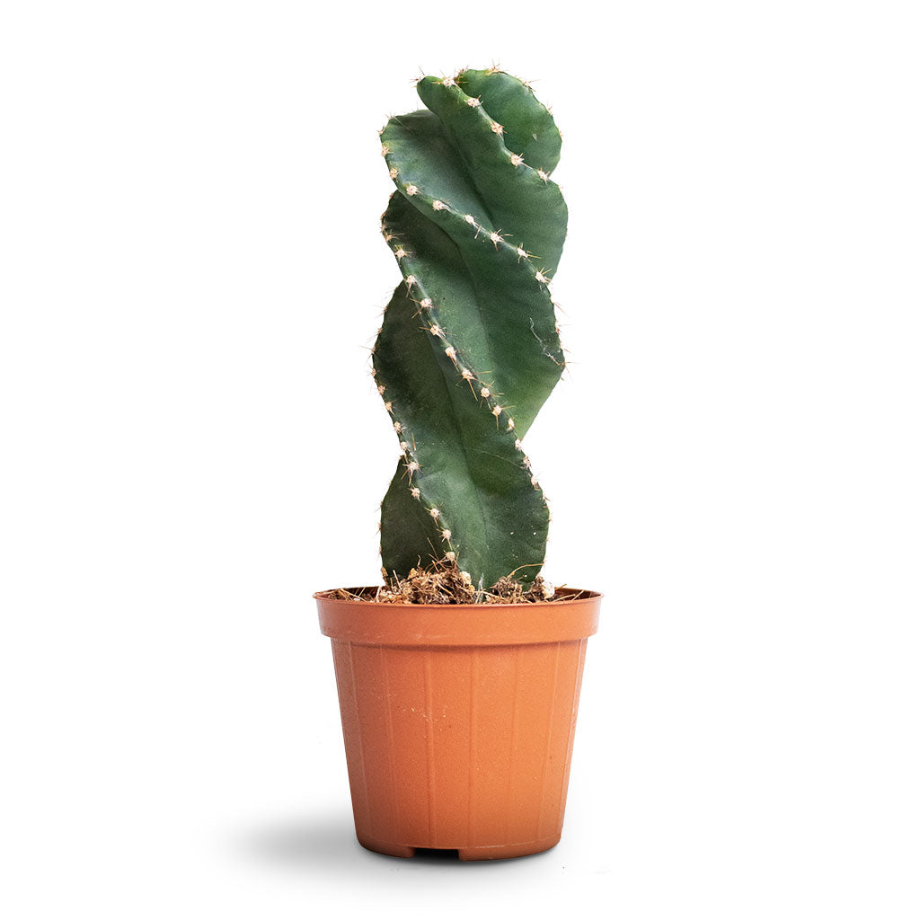 Cereus forbesii spiralis - Spiralled Cereus