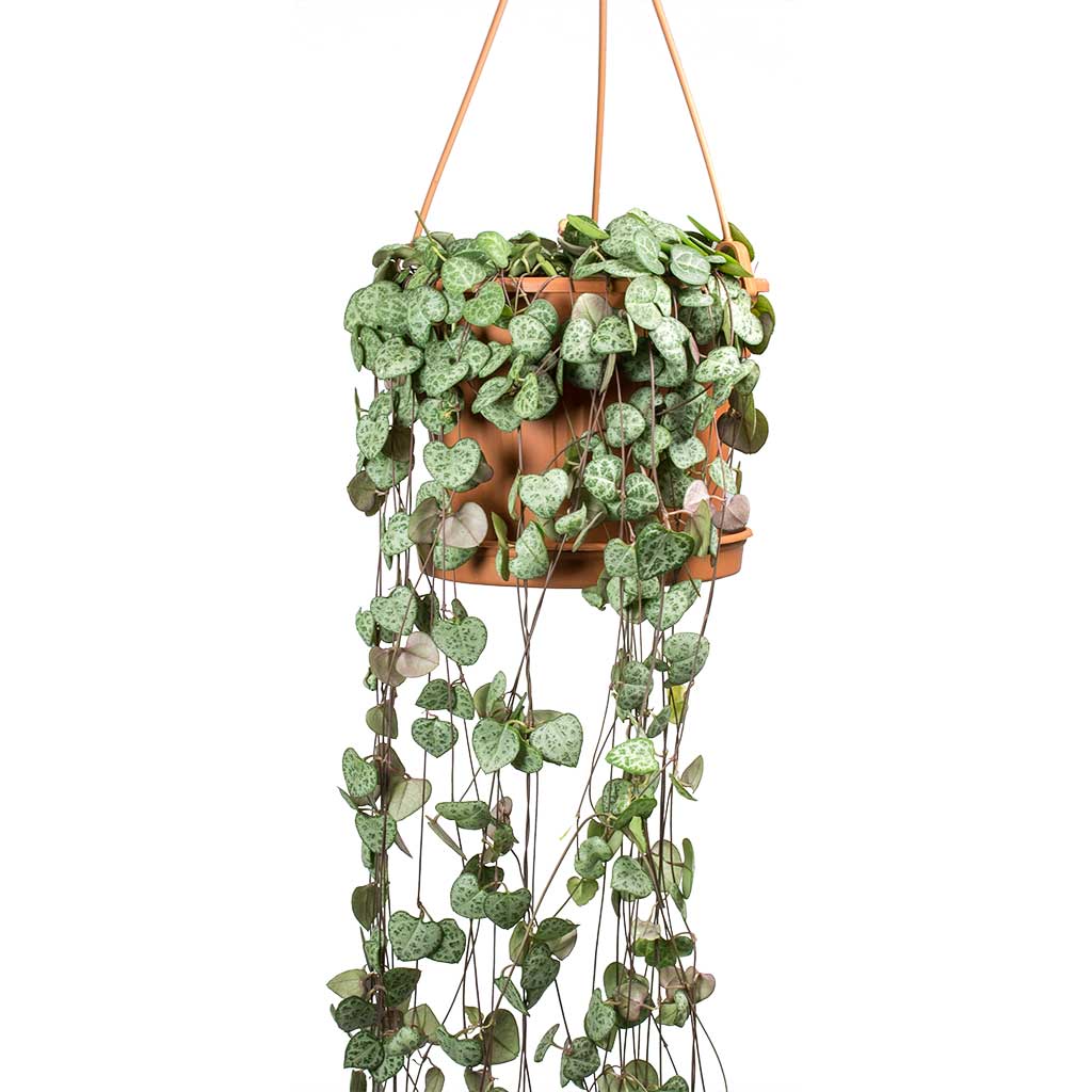 Ceropegia woodii - String of Hearts Large Leaves