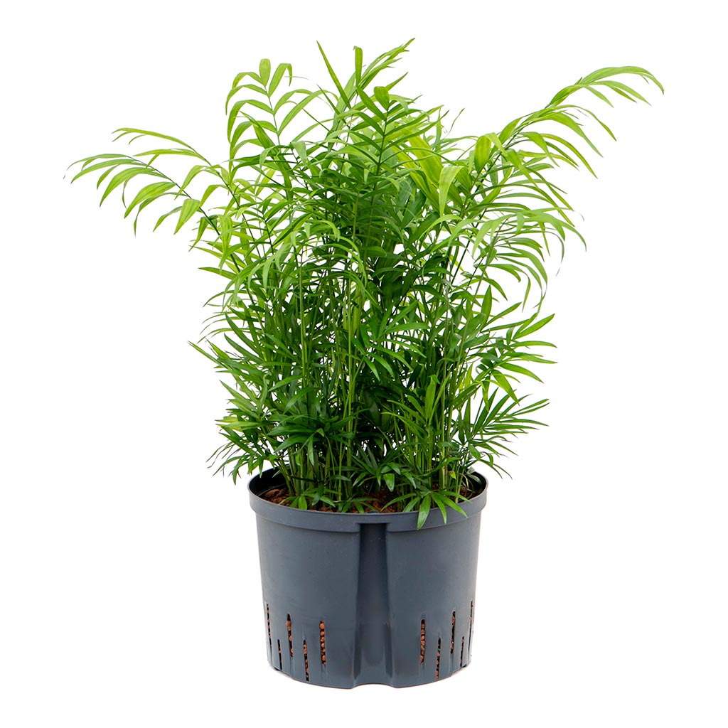 Chamaedorea elegans - Parlour Palm - Hydroculture - 25/19 x 75cm