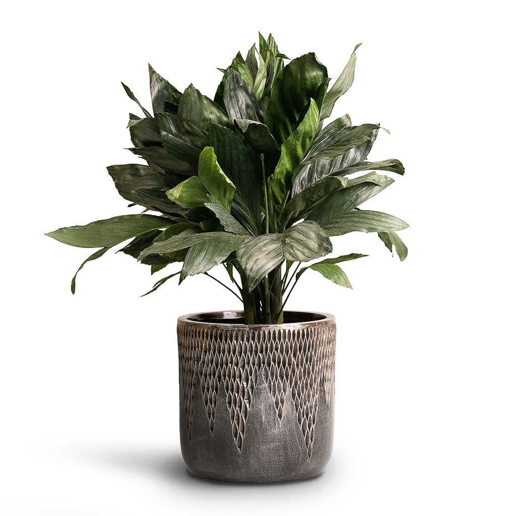 Chamaedorea metallica Metallic Palm & Luxe Lite Comet Cylinder Planter Bronze
