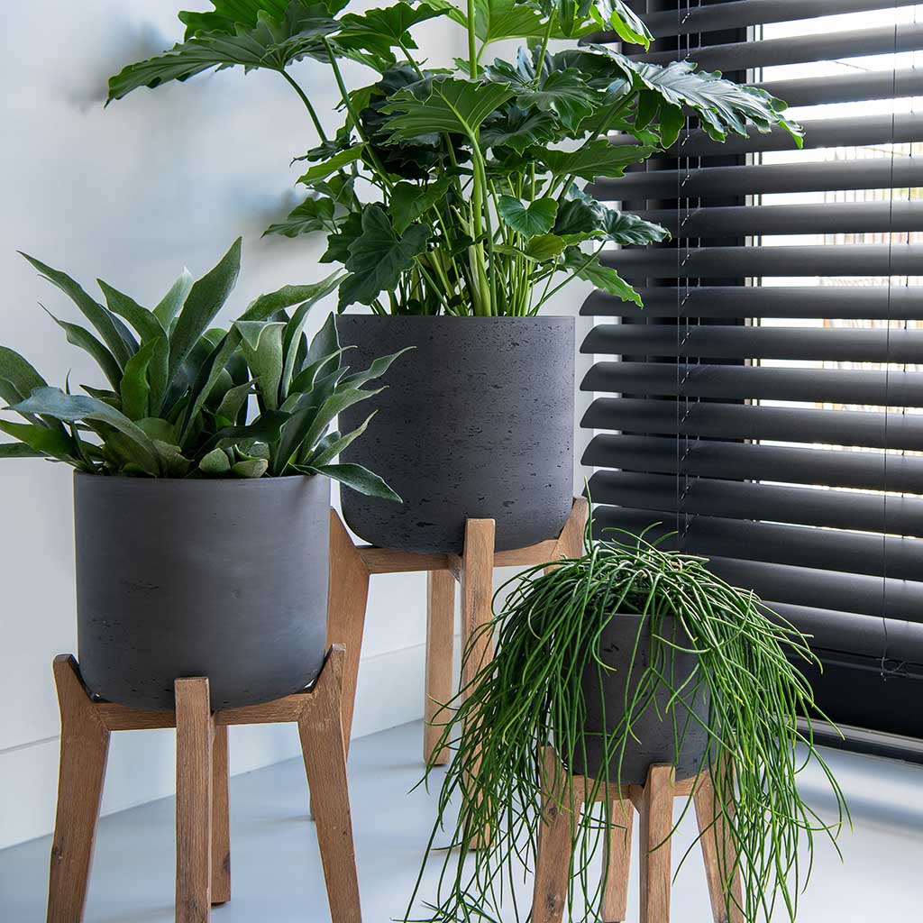 Charlie Plant Pot Tall Stand Black Washed with Plants Lifestyle