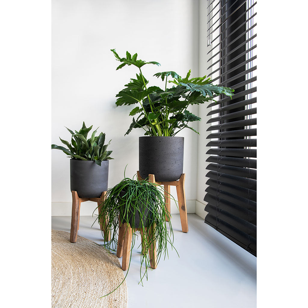 Charlie Plant Pot Tall Stand Black Washed with Plants Lifestyle
