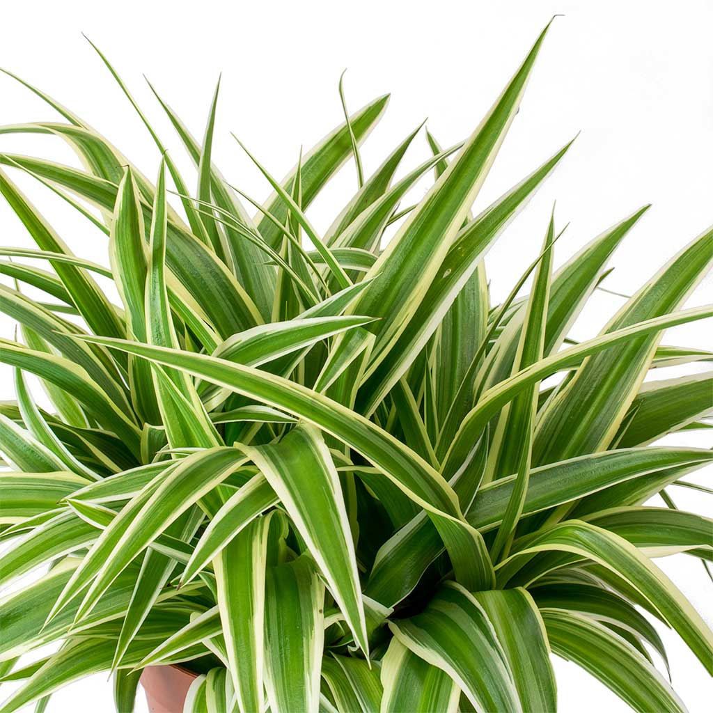 Chlorophytum Ocean - Spider Plant Leaves