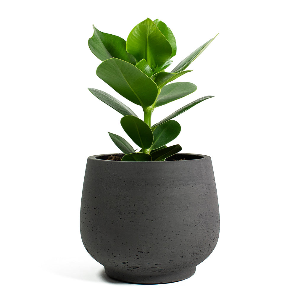 Clusia rosea Princess Autograph Tree with Mini Pixie Plant Pot Black Washed