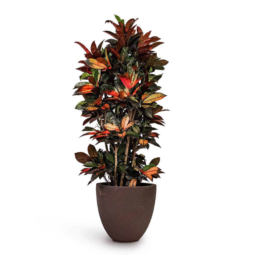 Codiaeum Iceton Croton & Grigio Egg Pot Planter Rusty Iron Concrete
