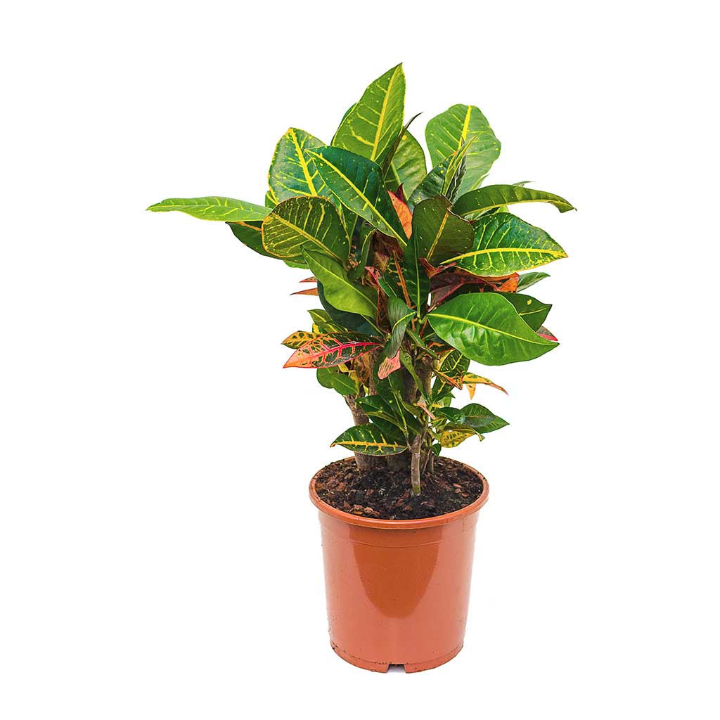 Codiaeum Petra - Croton 60cm