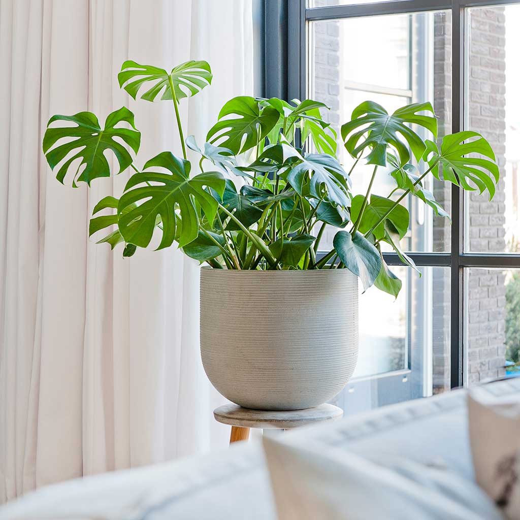 Cody Plant Pot - Ridged Cement & Swiss Cheese Houseplant