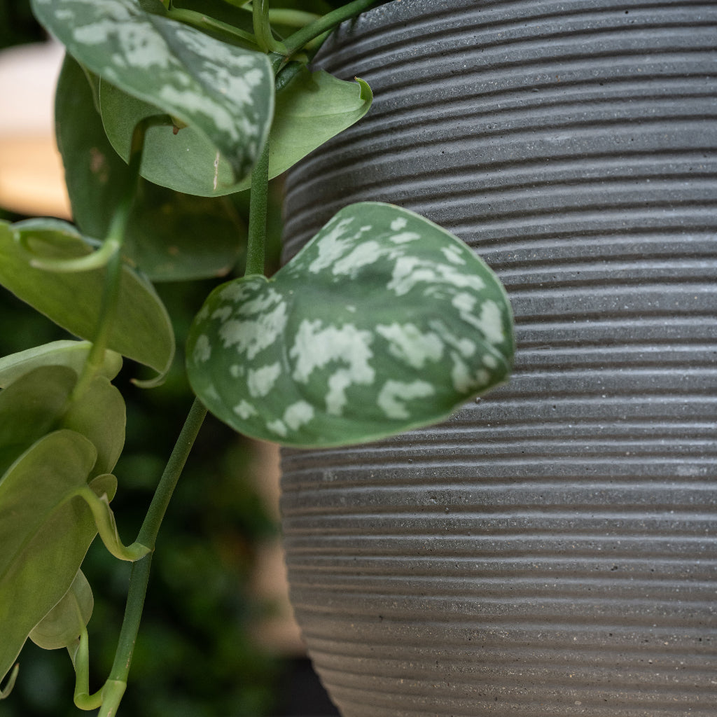 Cody Plant Pot - Ridged Dark Grey & Satin Pothos