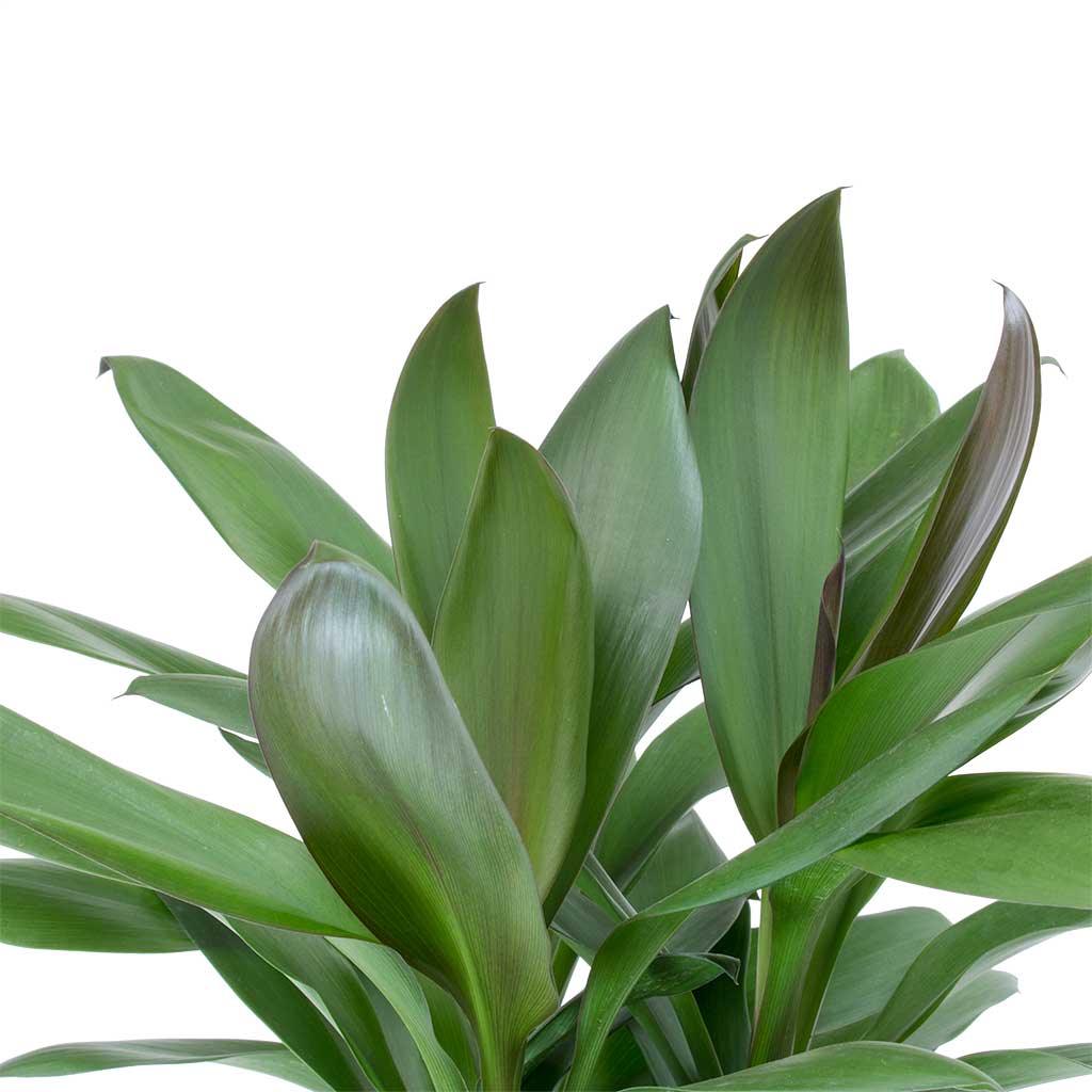 Cordyline fruticosa Glauca - Green Ti Plant Leaves
