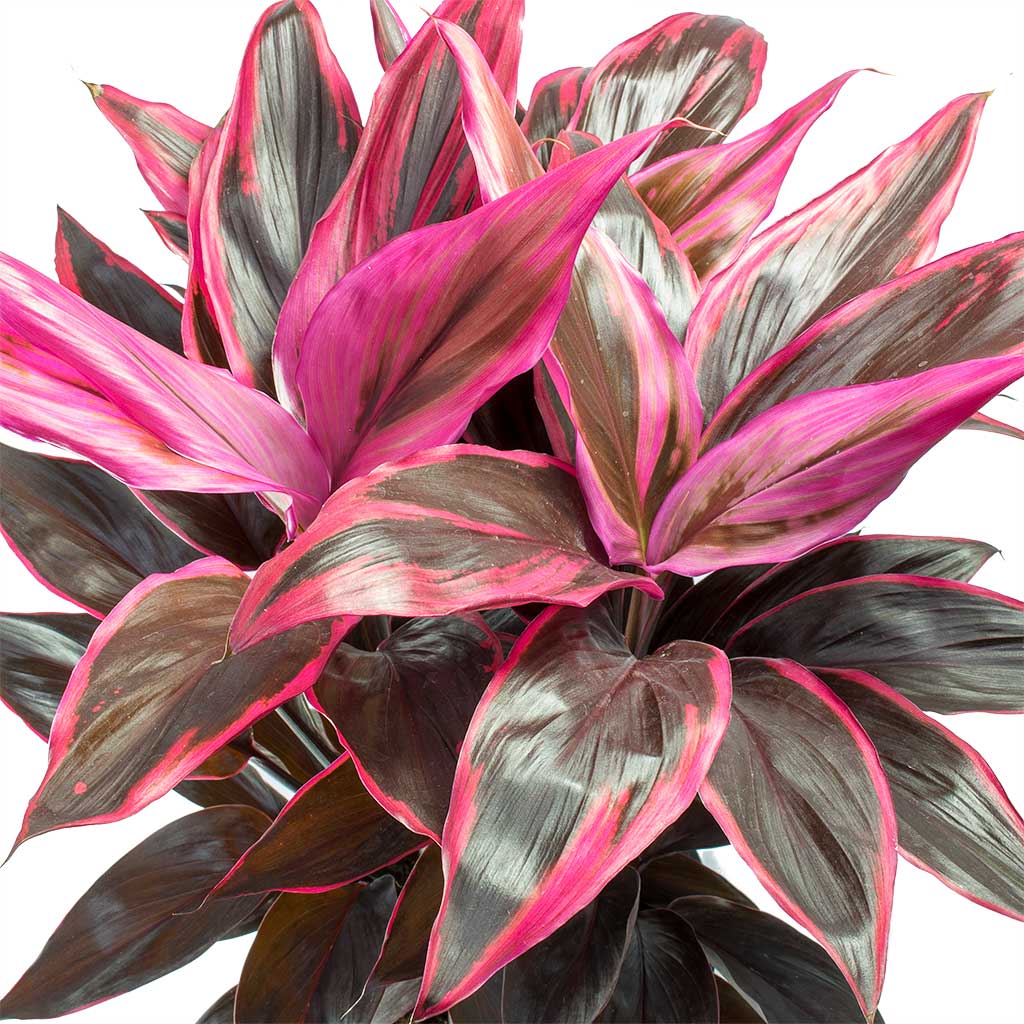 Cordyline fruticosa Mambo - Hawaiian Ti Plant Leaves
