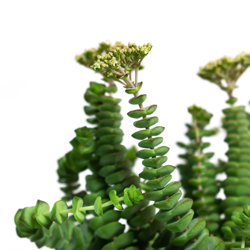 Crassula marneriana Worm Plant Baby Jade Necklace Close-Up
