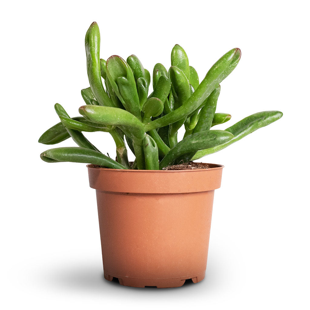 Crassula ovata Gollum - Jade Plant