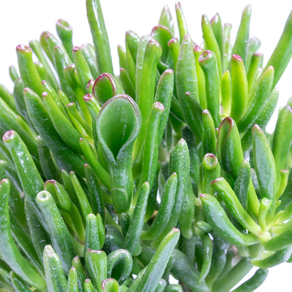 Crassula ovata Gollum - Jade Plant Leaves
