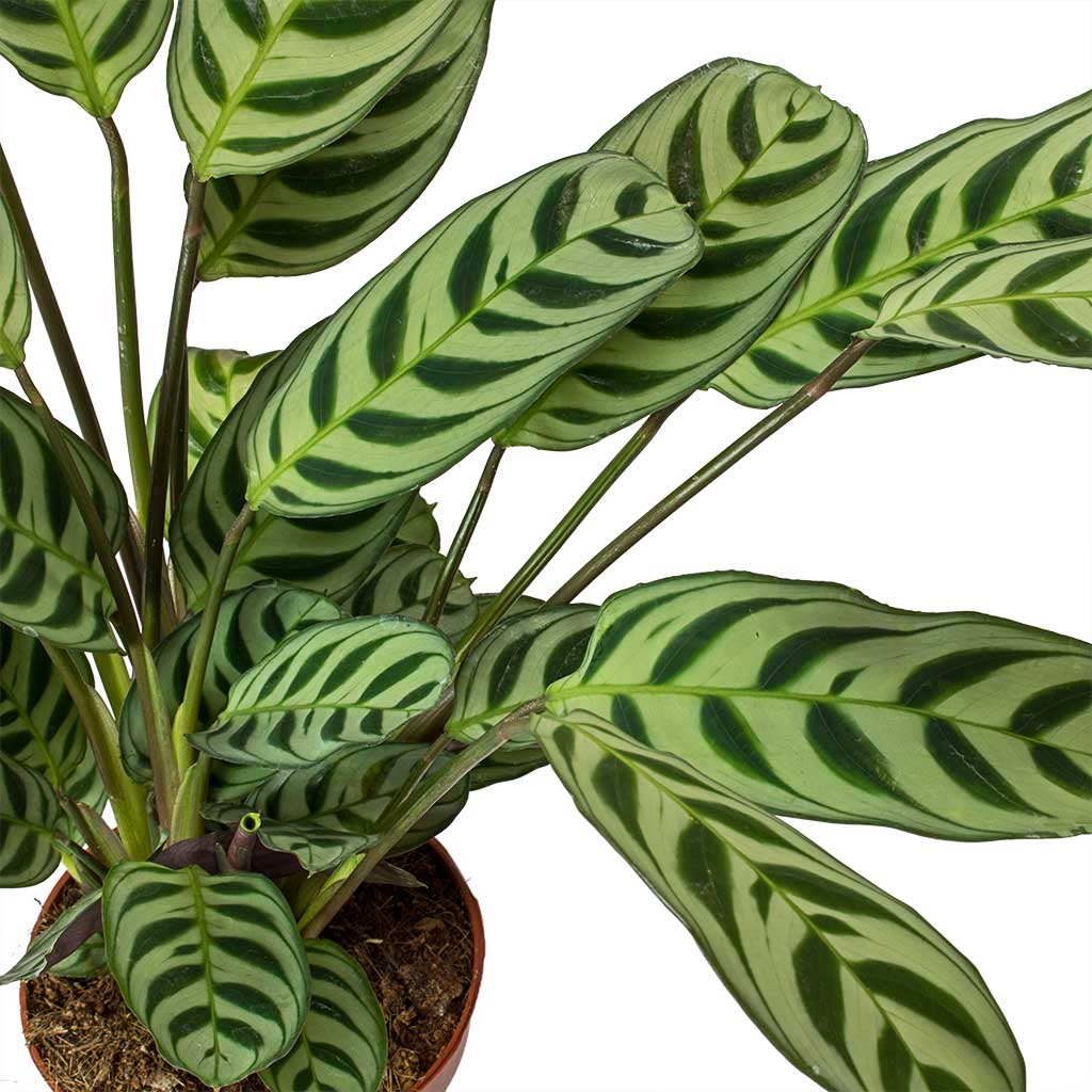Ctenanthe burle marxii Amabilis - Never Never Plant Leaves