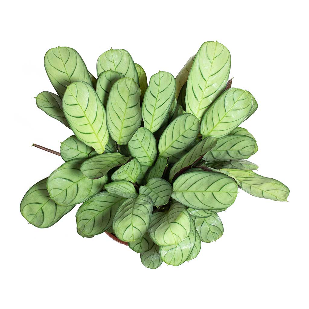 Ctenanthe burle marxii Amagris - Never Never Plant Leaves