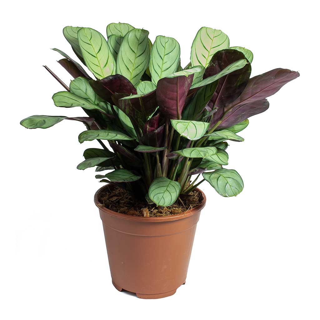 Ctenanthe burle marxii Amagris - Never Never Plant