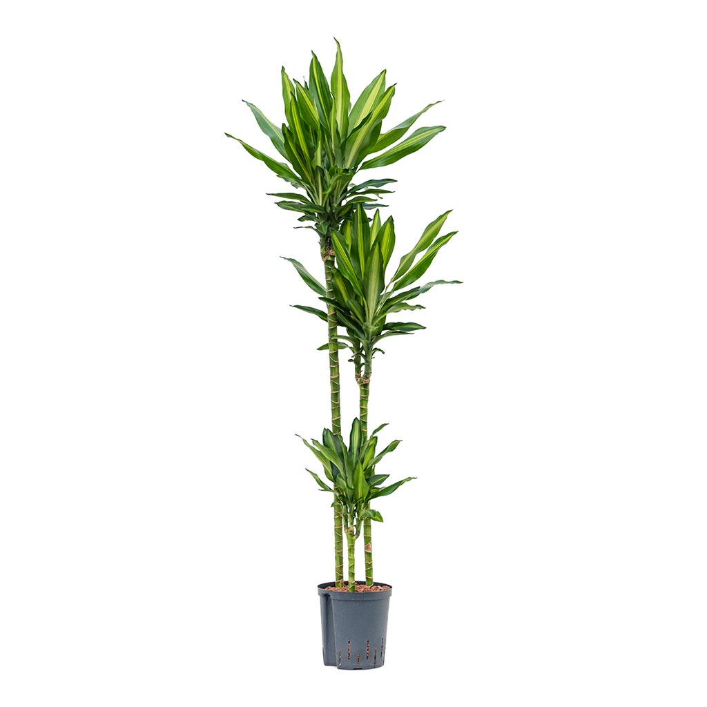 Dracaena Cintho - Multi Stem - Hydroculture - 18/19 x 150cm (3 Stems)
